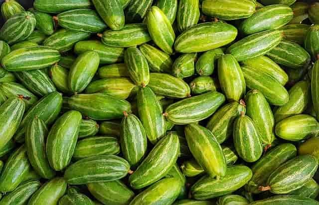 parwal-pointed-gourd-benefits-nutrition-recipe-medhya-herbals