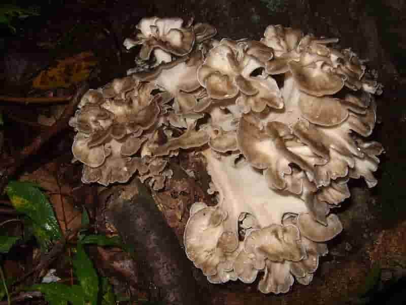 Maitake Mushroom A powerful Immune Booster and Adaptogen Benefits