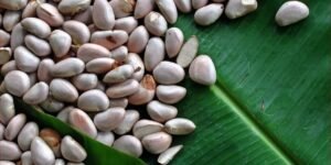 jack fruit seeds-min